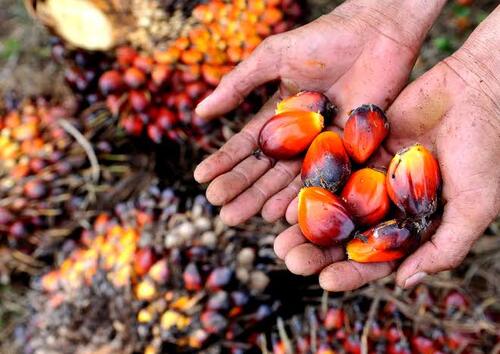 Palm Mitra Plasma fresh fruit bunches in Riau cost IDR 3,713/Kg (photo/int)